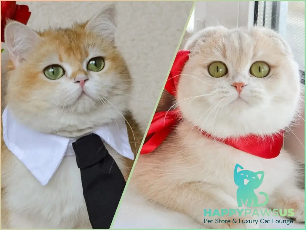 Archie Scottish Fold male black golden chinchilla - live animals