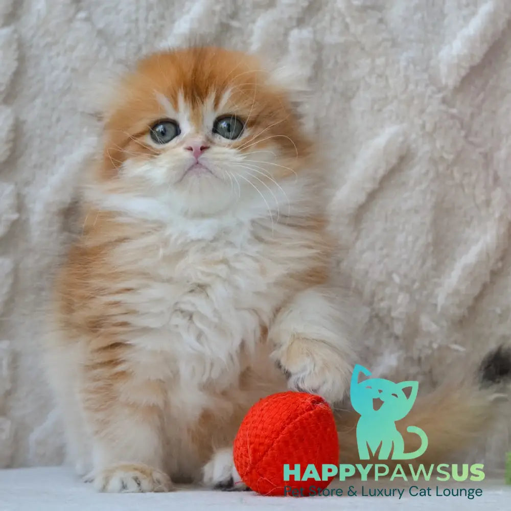Archie Scottish Fold male black golden chinchilla - live animals