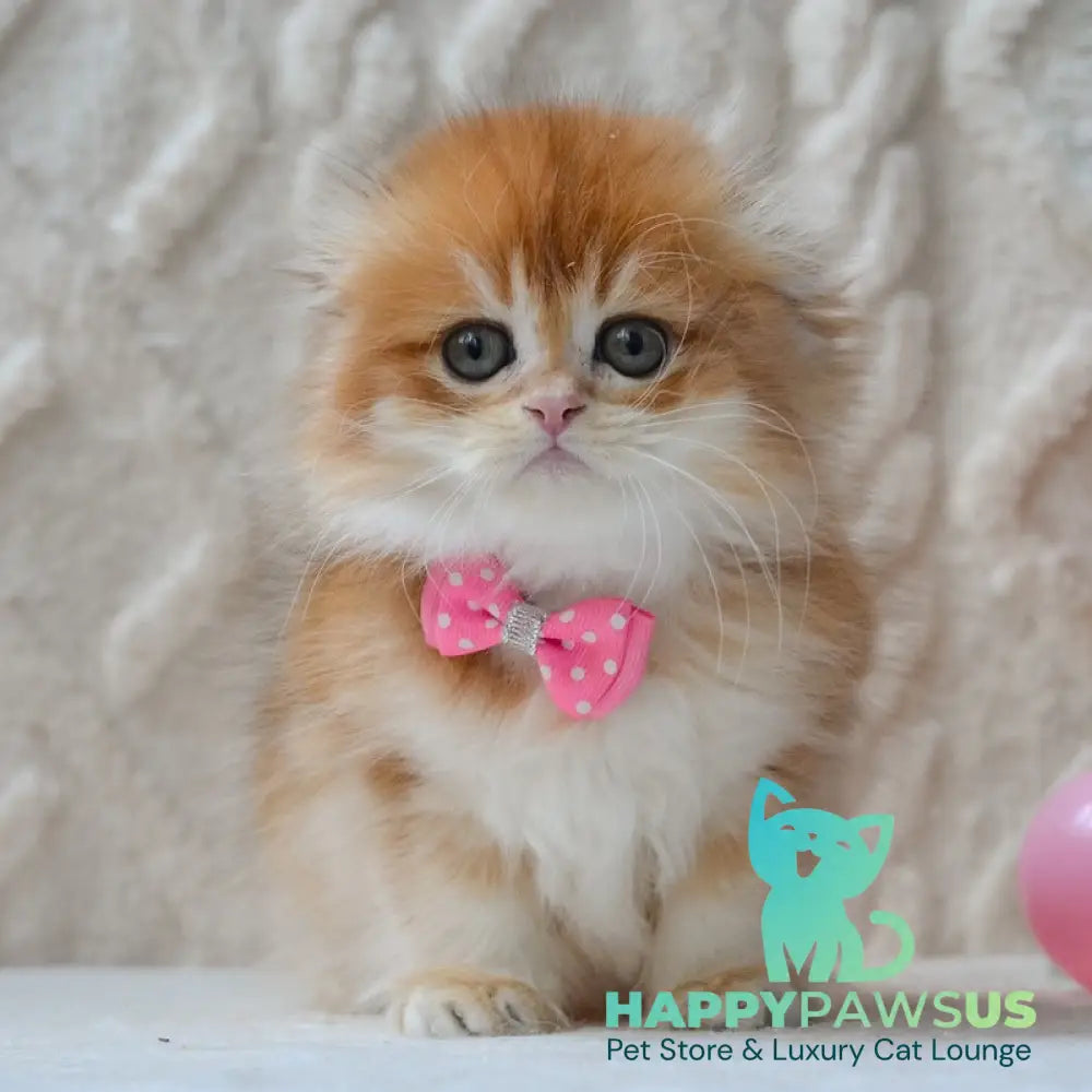 Archie Scottish Fold male black golden chinchilla - live animals