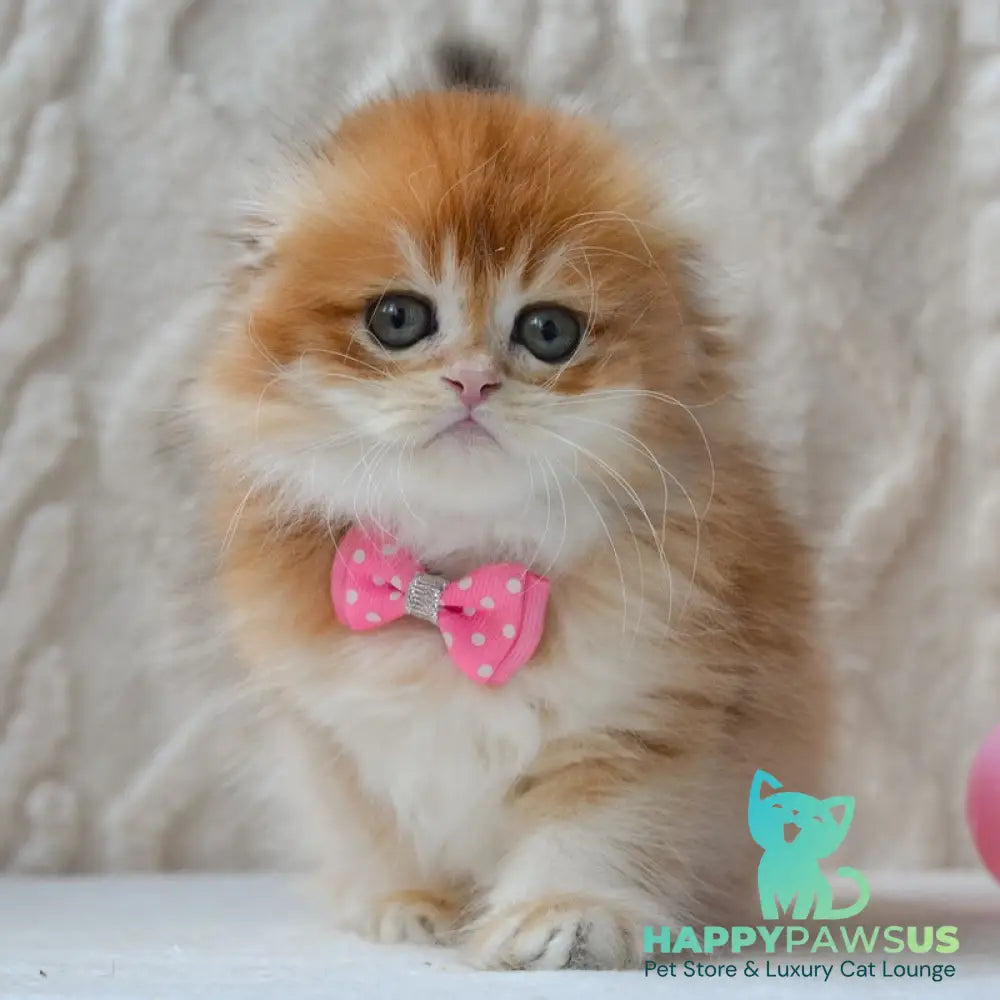 Archie Scottish Fold male black golden chinchilla - live animals