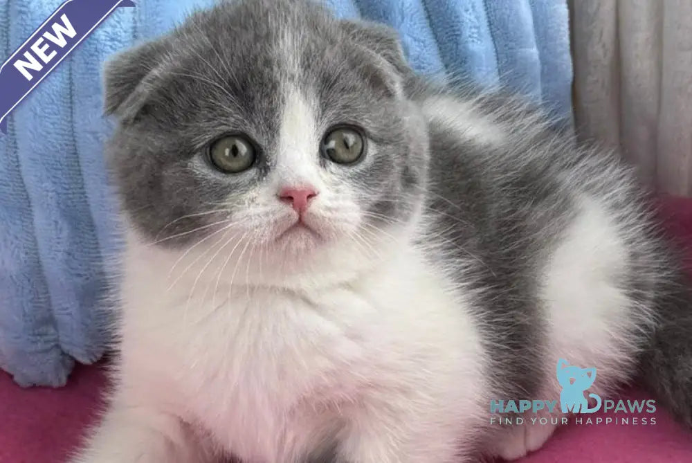 Archie Scottish Fold male blue bicolour live animals