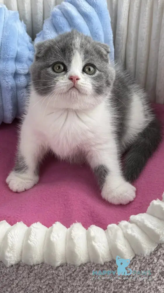 Archie Scottish Fold male blue bicolour live animals