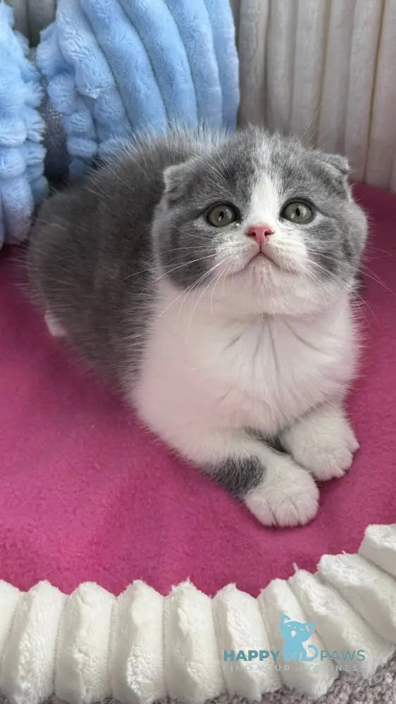 Archie Scottish Fold male blue bicolour live animals
