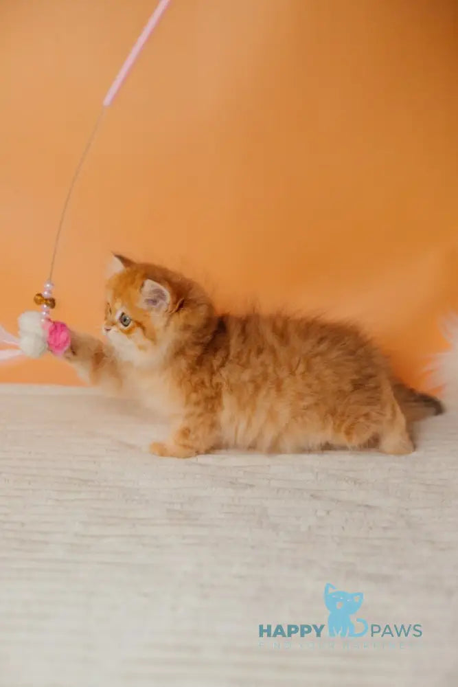 Archie Scottish Straight male black golden spotted tabby live animals