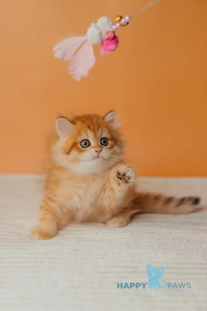 Archie Scottish Straight male black golden spotted tabby live animals