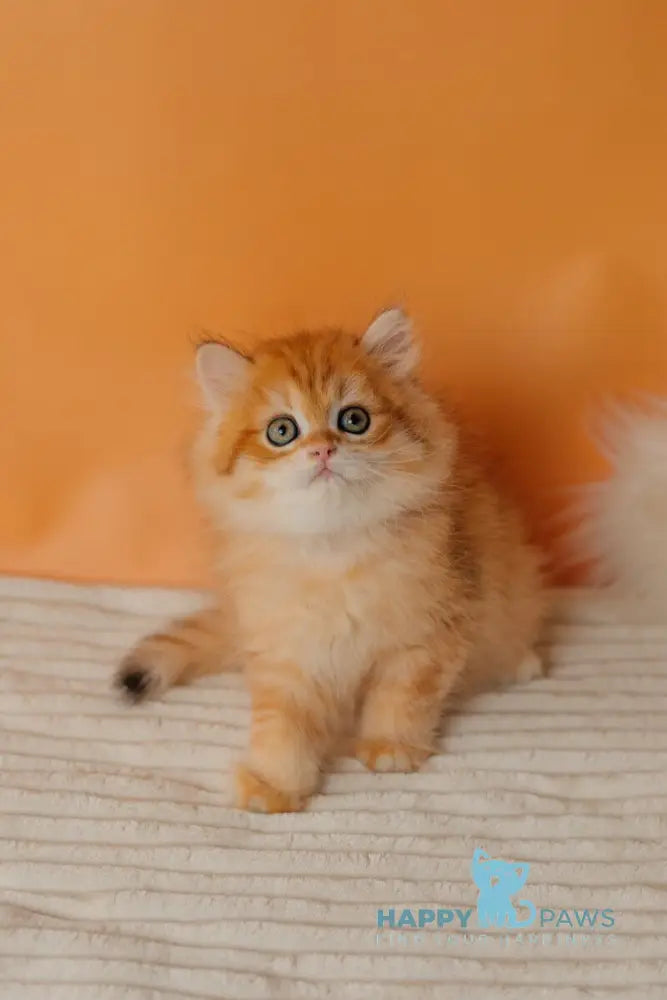 Archie Scottish Straight male black golden spotted tabby live animals