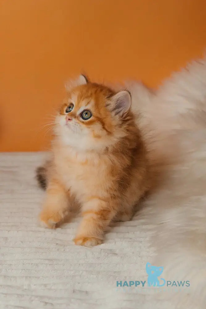 Archie Scottish Straight male black golden spotted tabby live animals