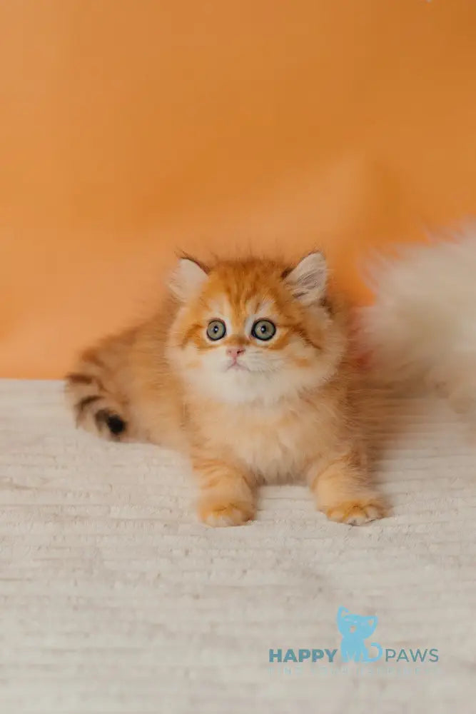 Archie Scottish Straight male black golden spotted tabby live animals