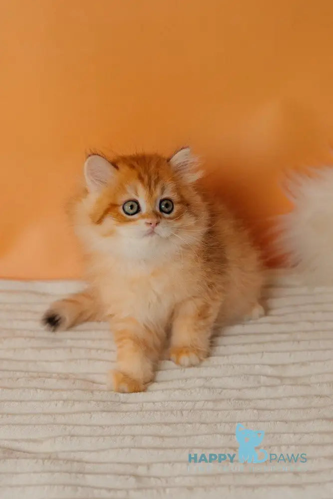 Archie Scottish Straight male black golden spotted tabby live animals