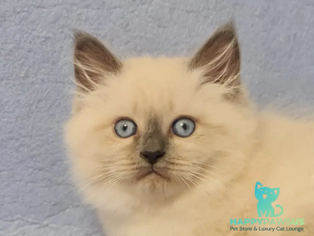 Archie Siberian male black pointed - live animals