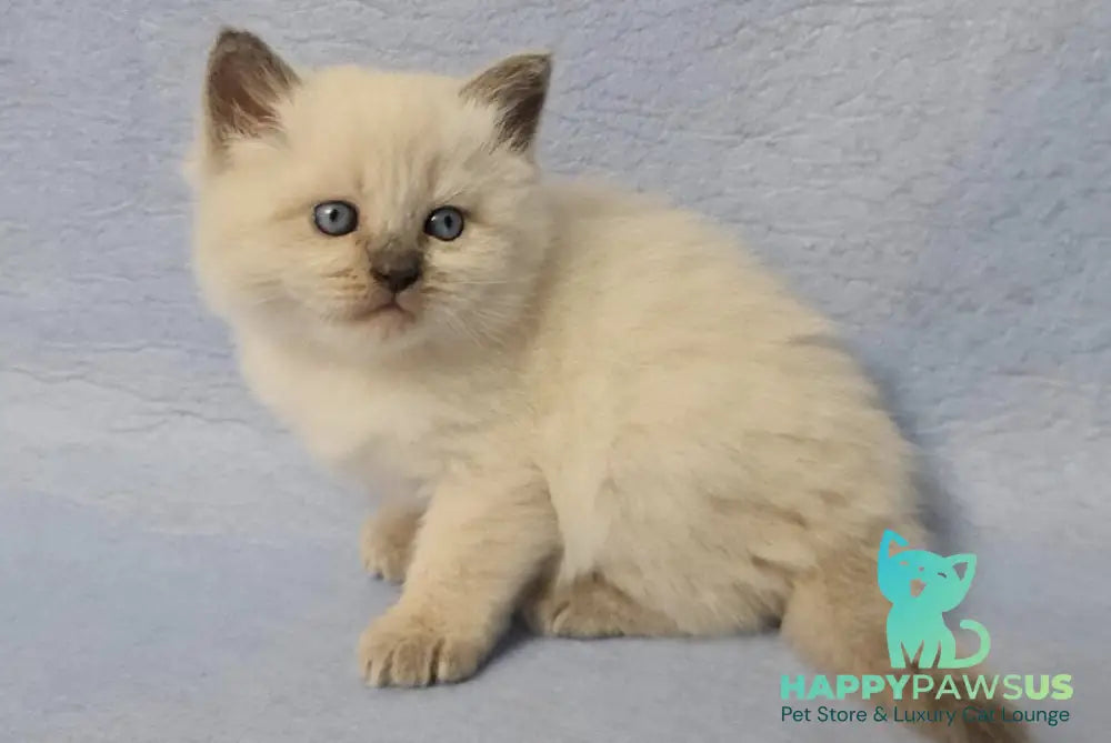 Archie Siberian male black pointed - live animals