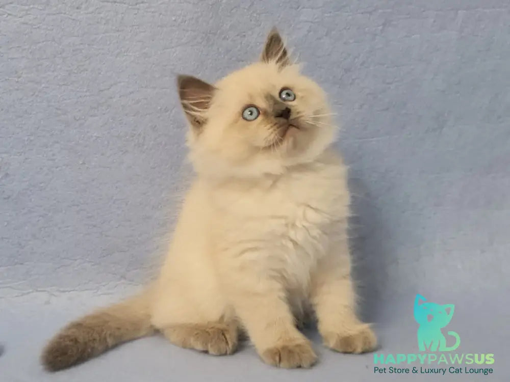 Archie Siberian male black pointed - live animals