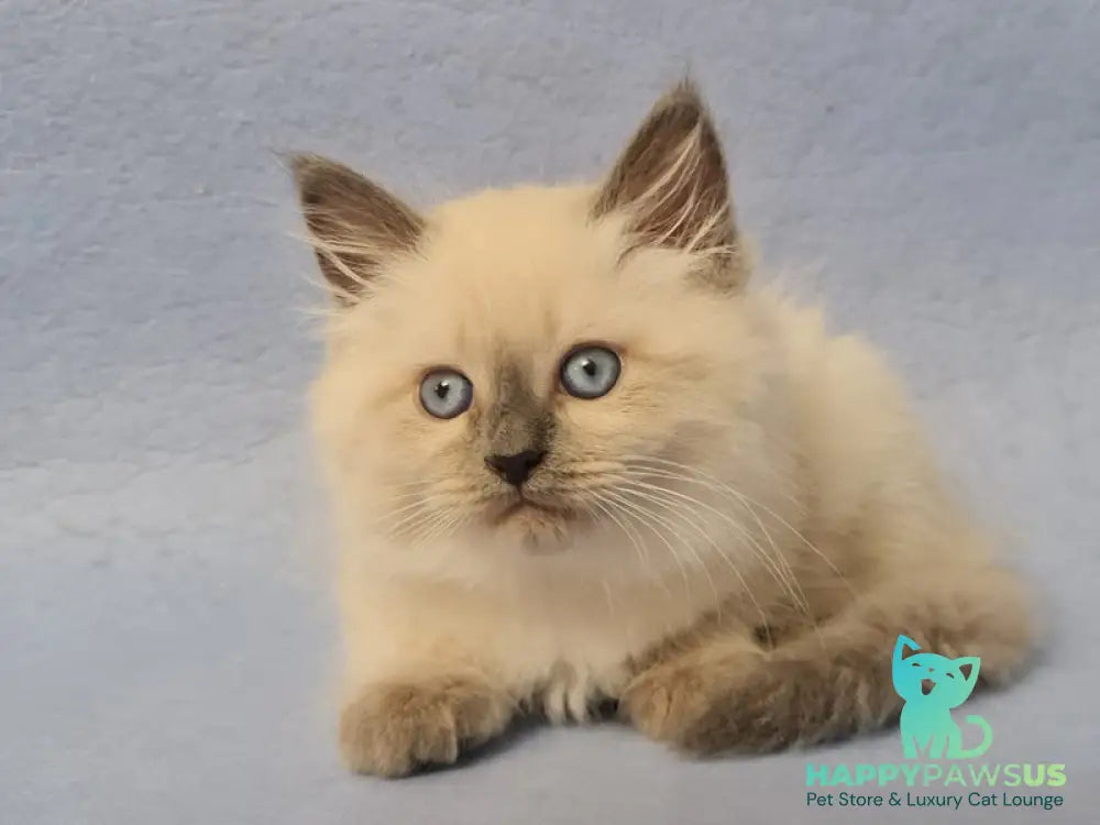 Archie Siberian male black pointed - live animals