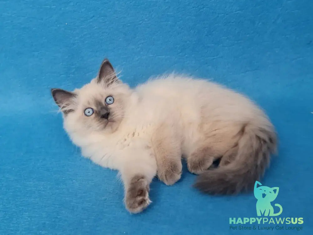 Archie Siberian male black pointed - live animals
