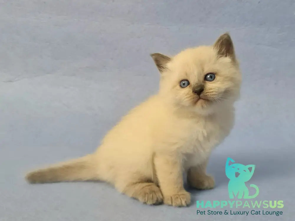 Archie Siberian male black pointed - live animals