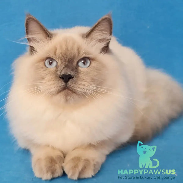 Archie Siberian male black pointed - live animals