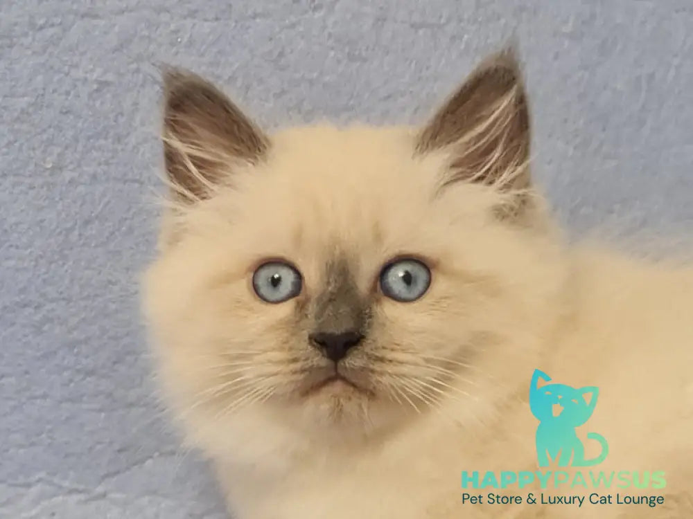 Archie Siberian male black pointed - live animals