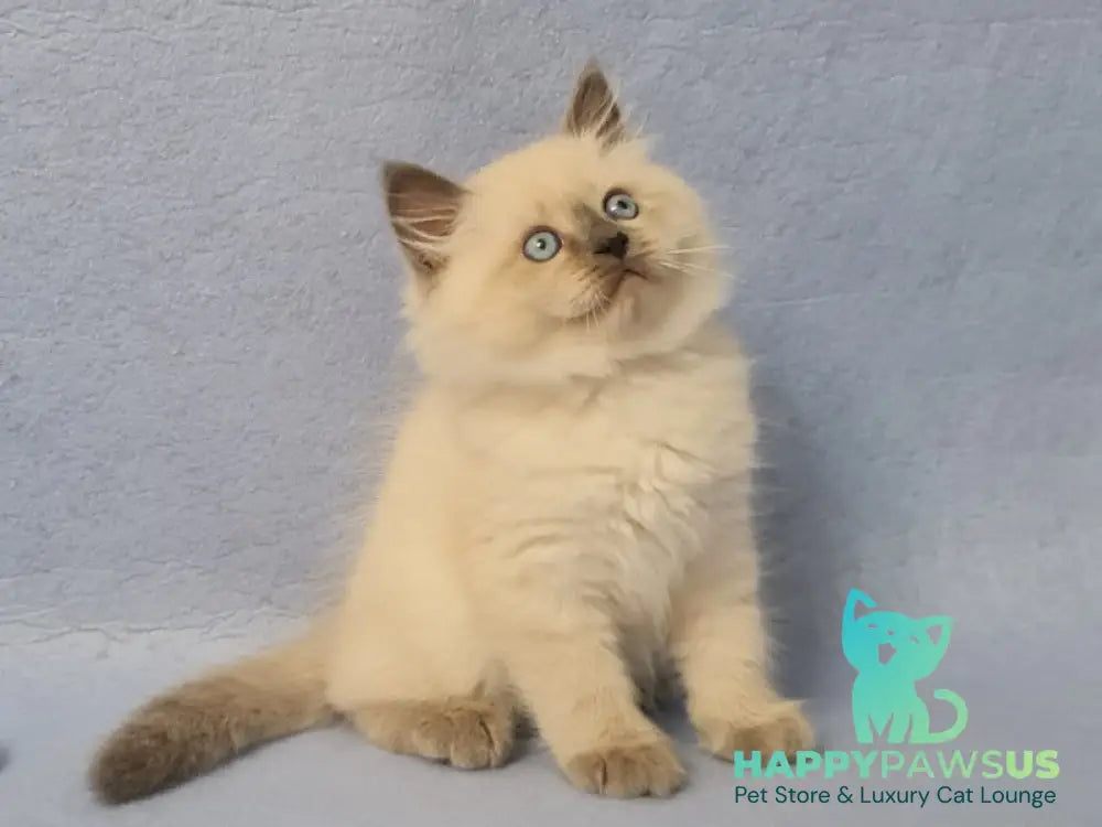 Archie Siberian male black pointed - live animals