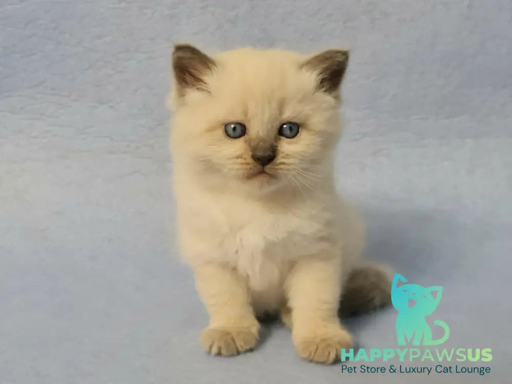 Archie Siberian male black pointed - live animals
