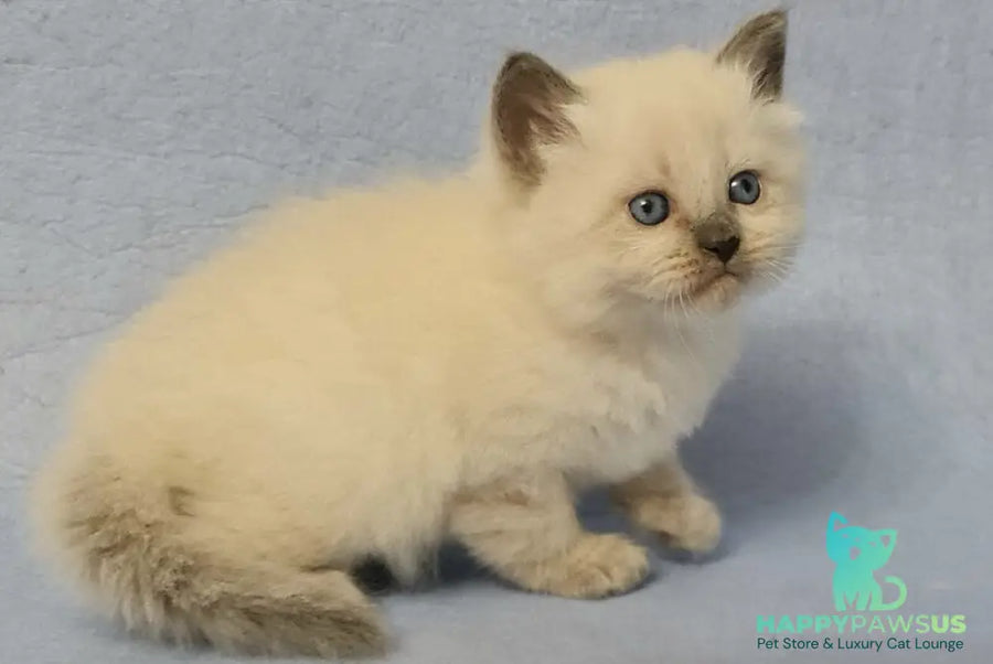 Archie Siberian male black pointed - live animals