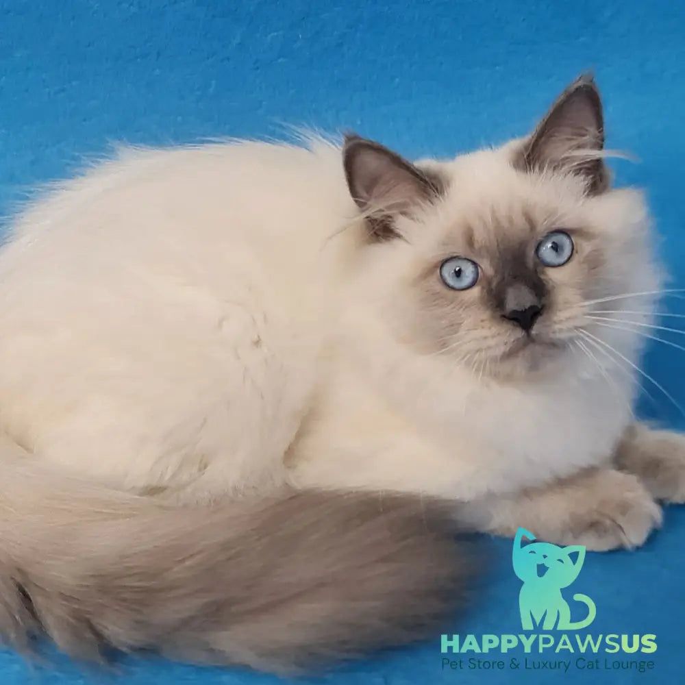 Archie Siberian male black pointed - live animals