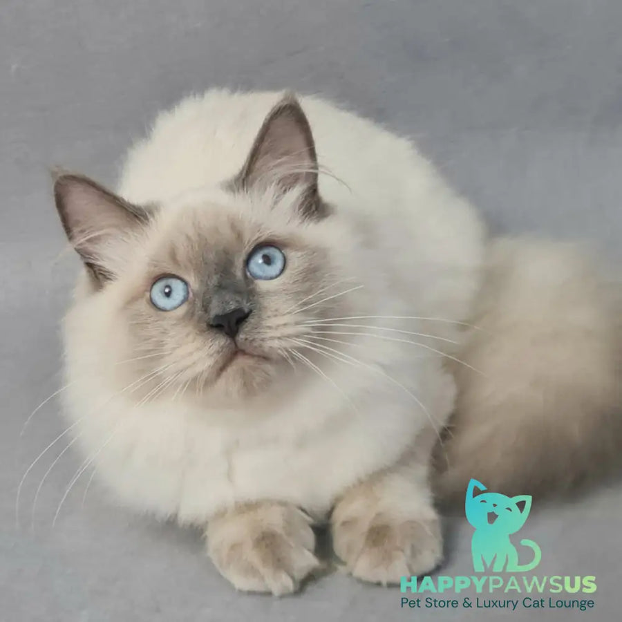 Archie Siberian male black pointed - live animals