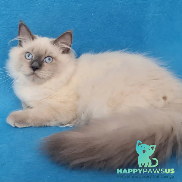 Archie Siberian male black pointed - live animals