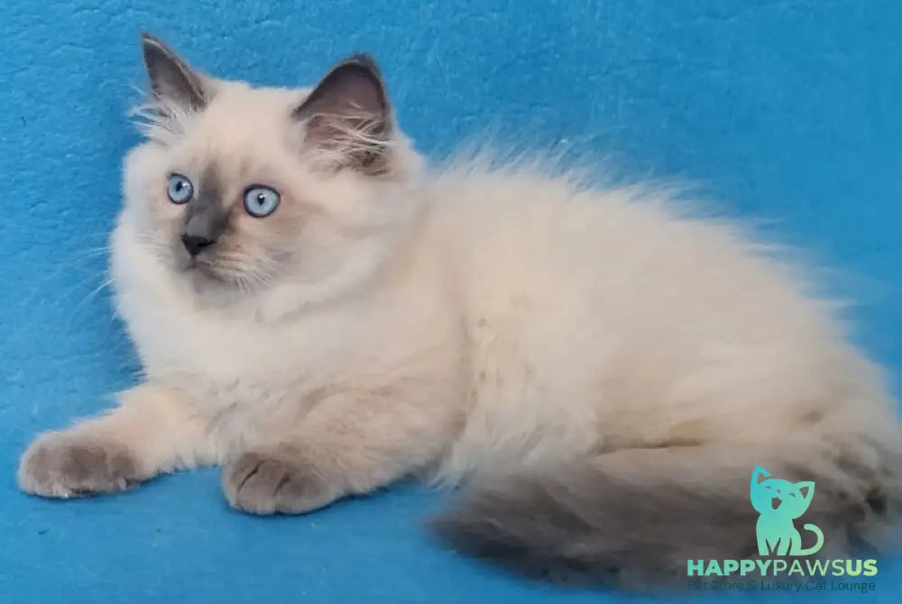 Archie Siberian male black pointed - live animals
