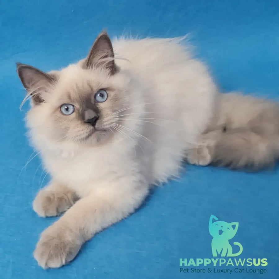 Archie Siberian male black pointed - live animals