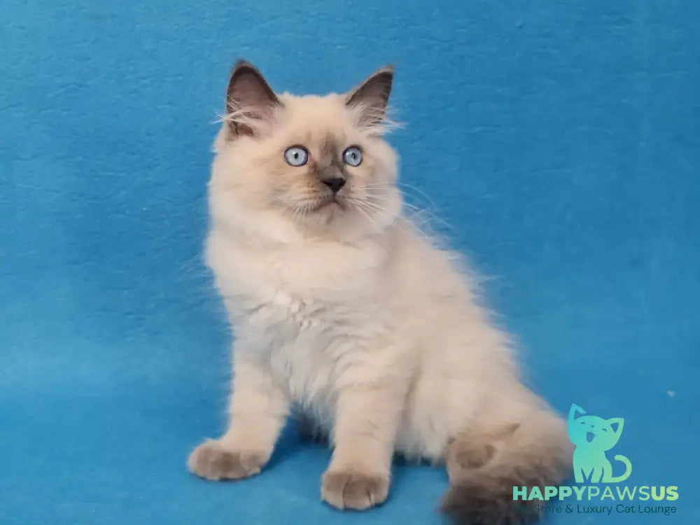 Archie Siberian male black pointed - live animals