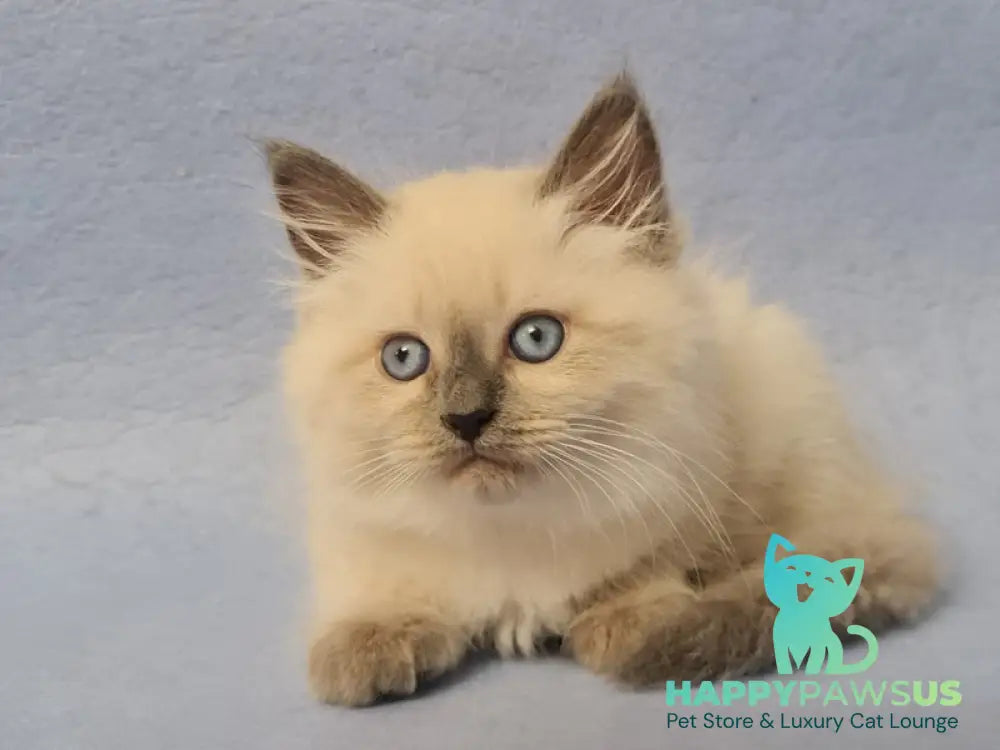 Archie Siberian male black pointed - live animals