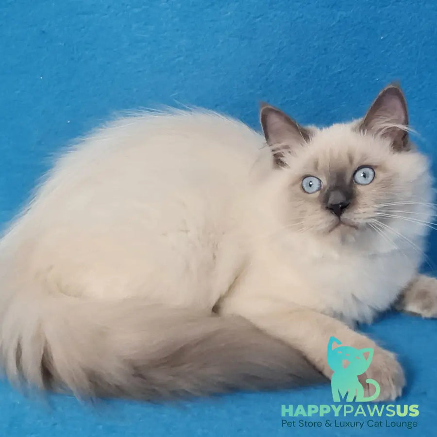 Archie Siberian male black pointed - live animals