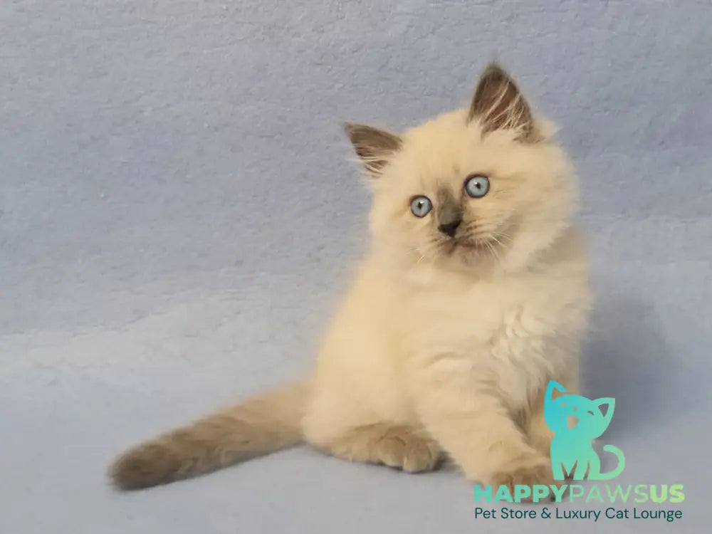 Archie Siberian male black pointed - live animals