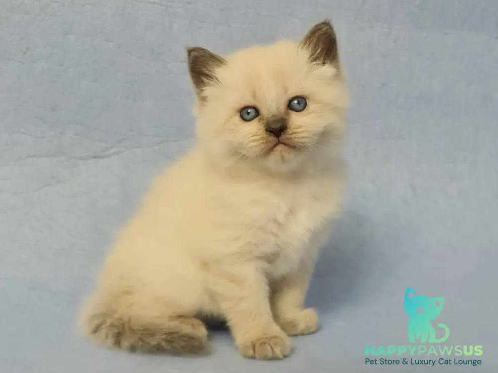 Archie Siberian male black pointed - live animals