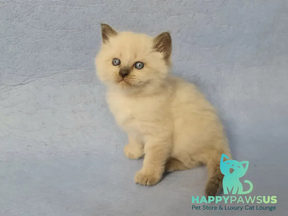 Archie Siberian male black pointed - live animals