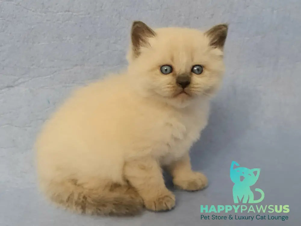 Archie Siberian male black pointed - live animals