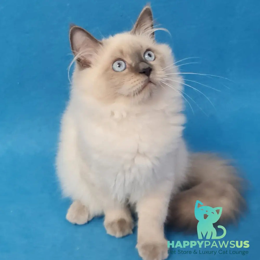 Archie Siberian male black pointed - live animals