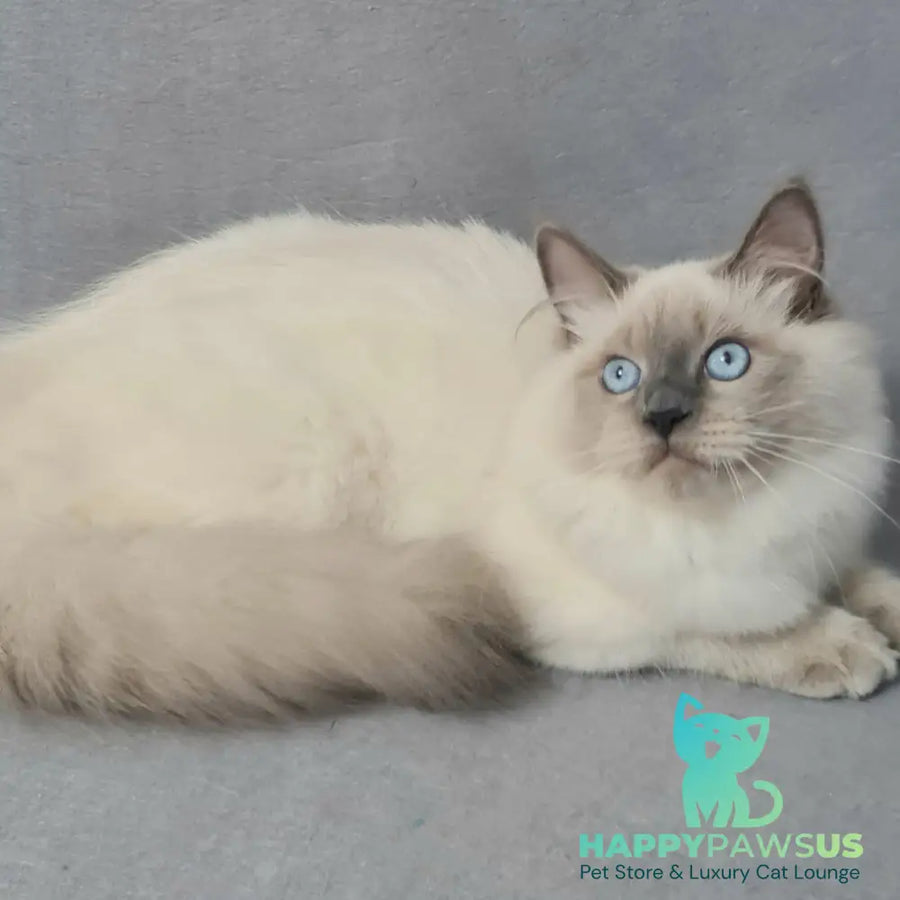 Archie Siberian male black pointed - live animals