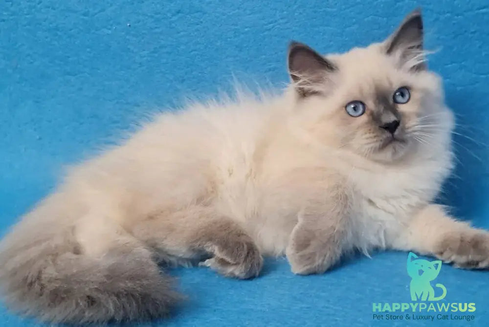 Archie Siberian male black pointed - live animals