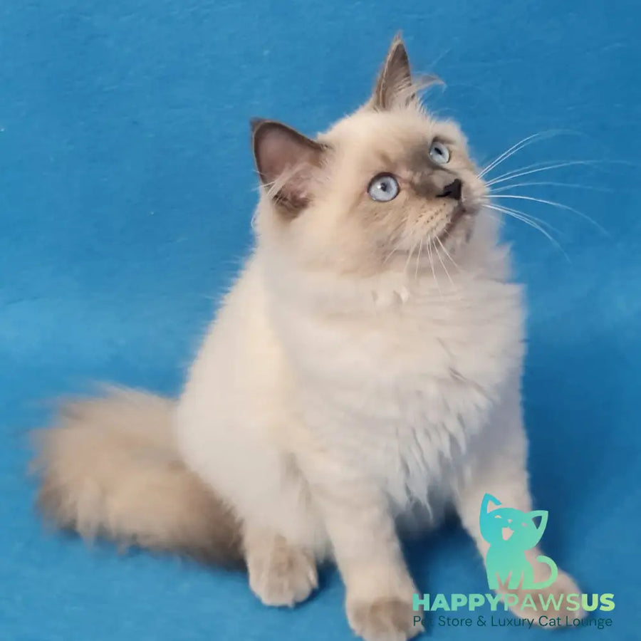Archie Siberian male black pointed - live animals