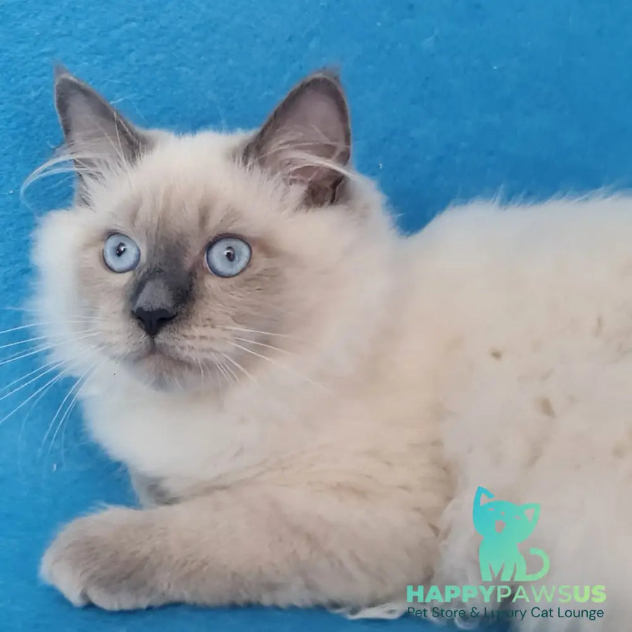 Archie Siberian male black pointed - live animals