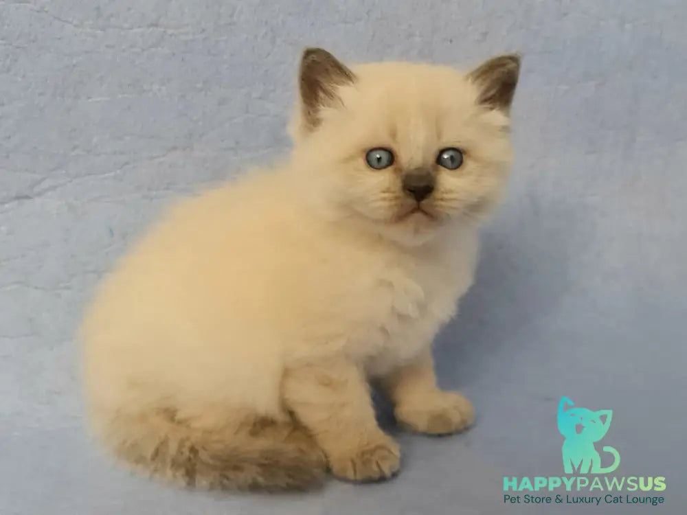 Archie Siberian male black pointed - live animals