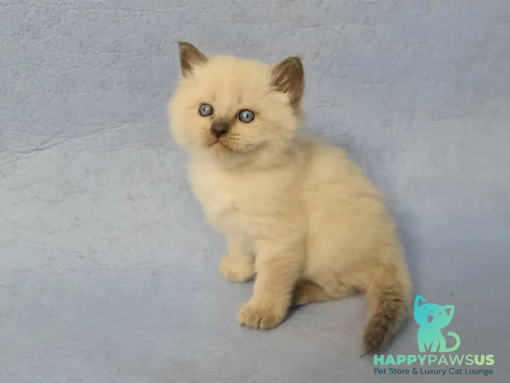 Archie Siberian male black pointed - live animals