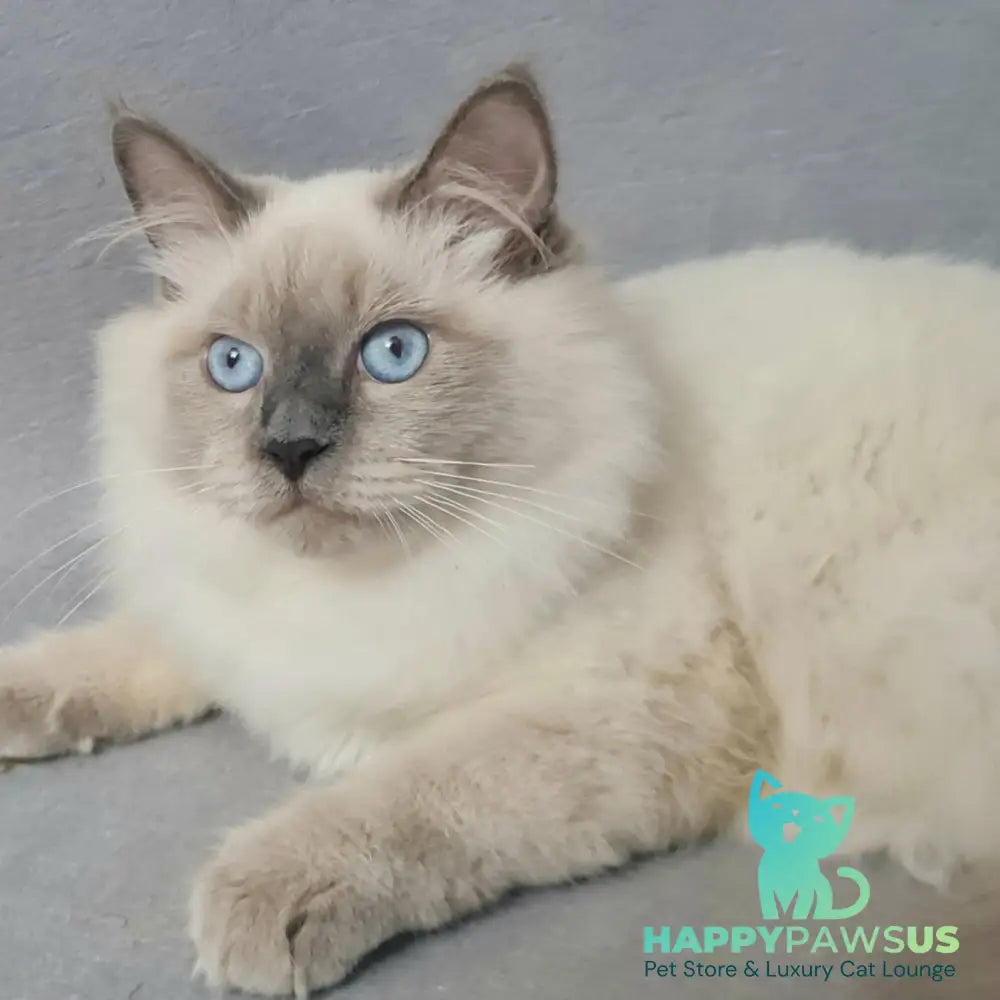 Archie Siberian male black pointed - live animals