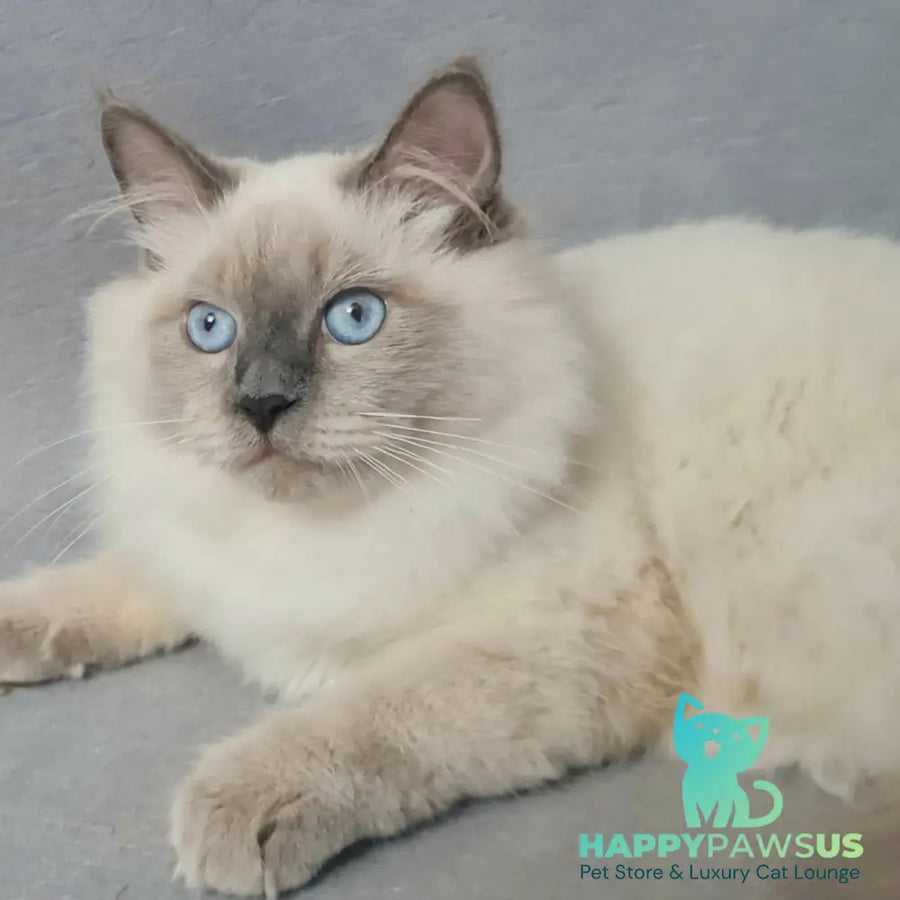 Archie Siberian male black pointed - live animals
