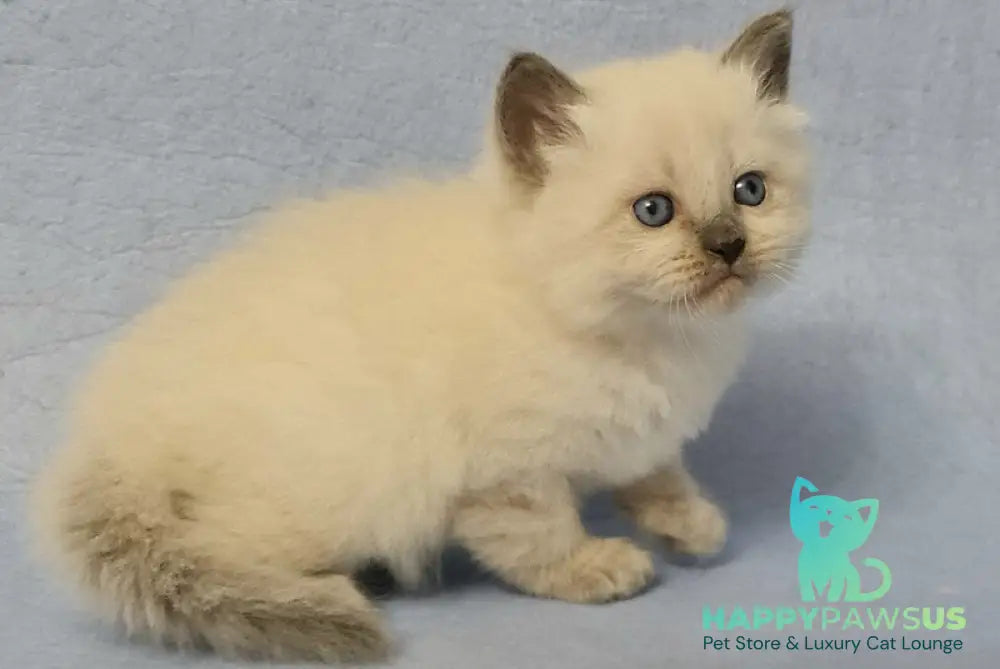 Archie Siberian male black pointed - live animals