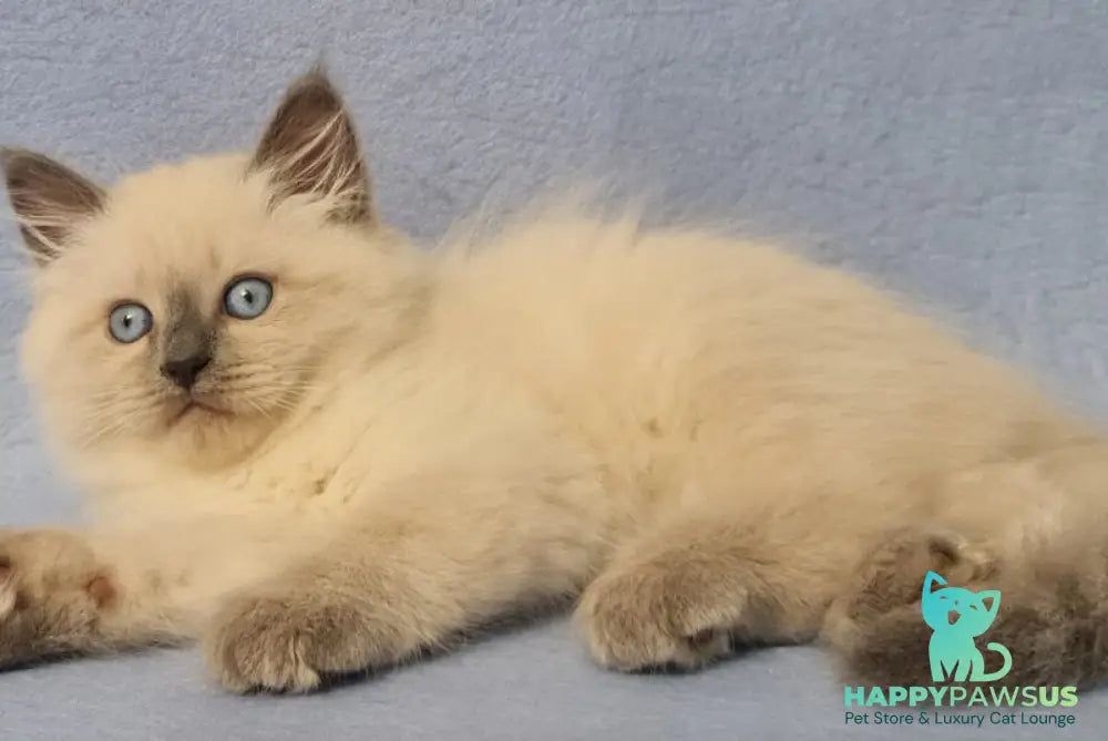 Archie Siberian male black pointed - live animals