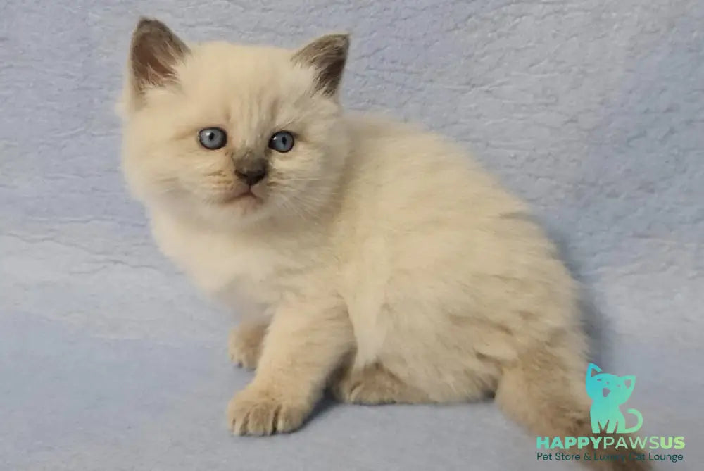 Archie Siberian male black pointed - live animals