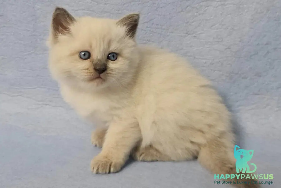 Archie Siberian male black pointed - live animals