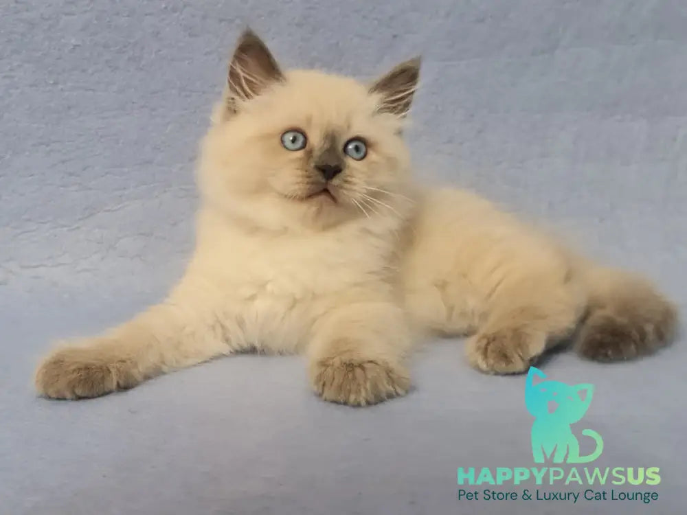 Archie Siberian male black pointed - live animals